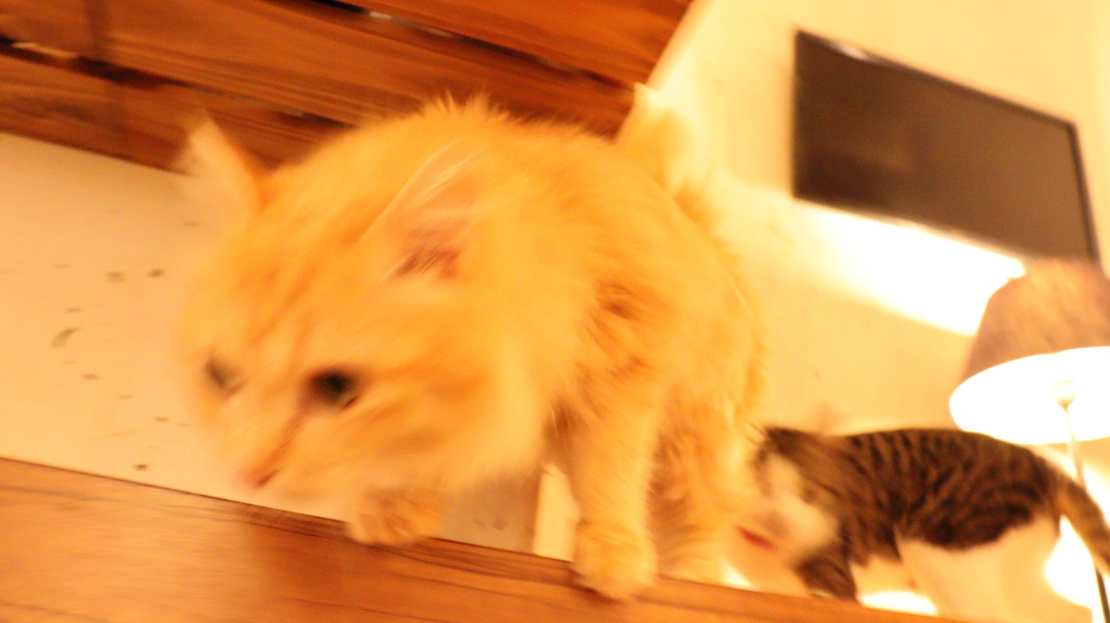 猫、ネコ、ねこ、雑種、ペット、動物の写真フリー素材 Cat, hybrid, pet, animal photo free material