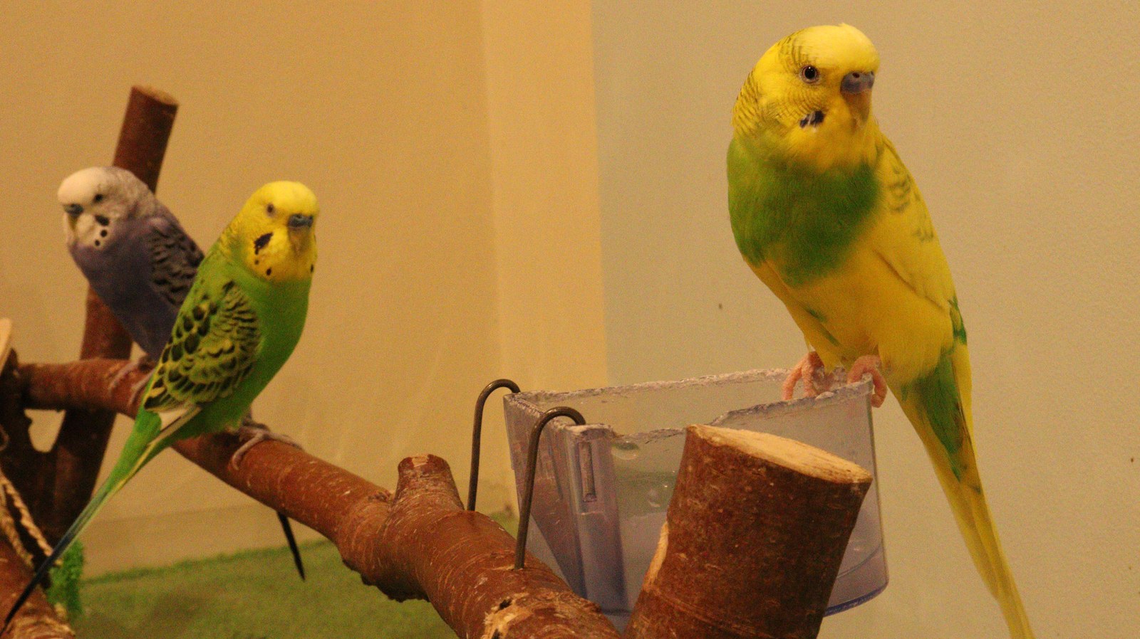 インコ、セキセイインコ、小動物、鳥、動物の写真フリー素材 Parakeet, budgerigar, small animal, bird, animal photo free material