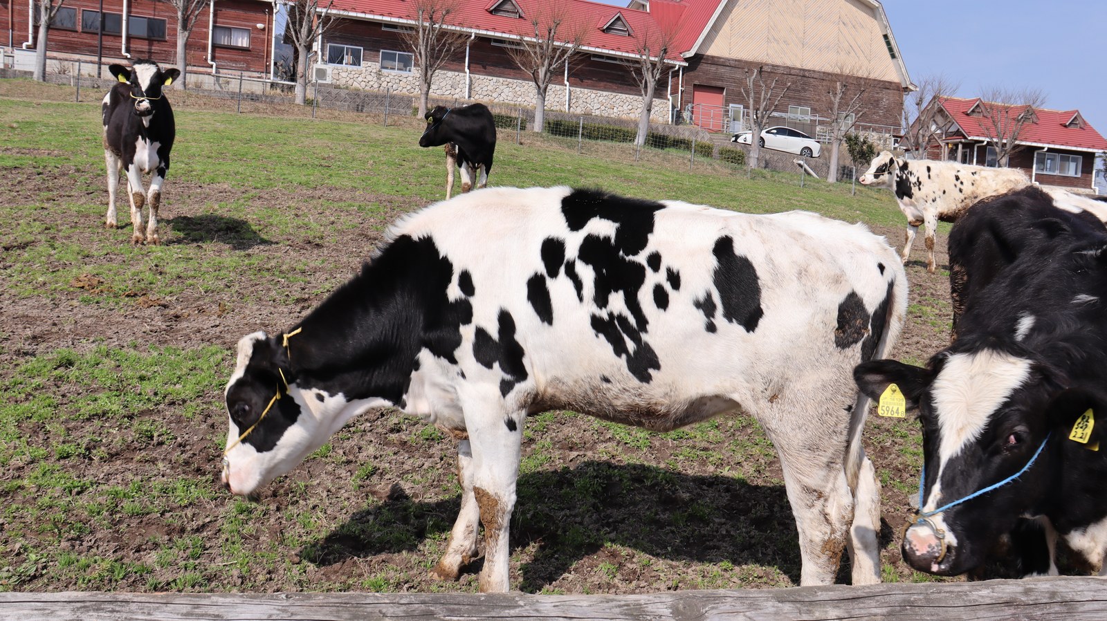 牧場、家畜、牛、乳牛、動物の写真フリー素材 Ranch, livestock, cow, dairy cow, animal photo free material