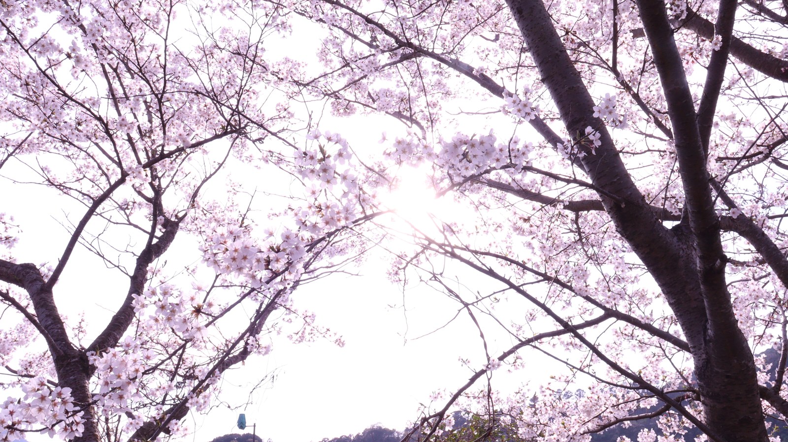 桜、日差し、太陽、明るい、パステル、風景写真フリー素材 Cherry blossoms, sunshine, sun, bright, pastel, landscape photography free material