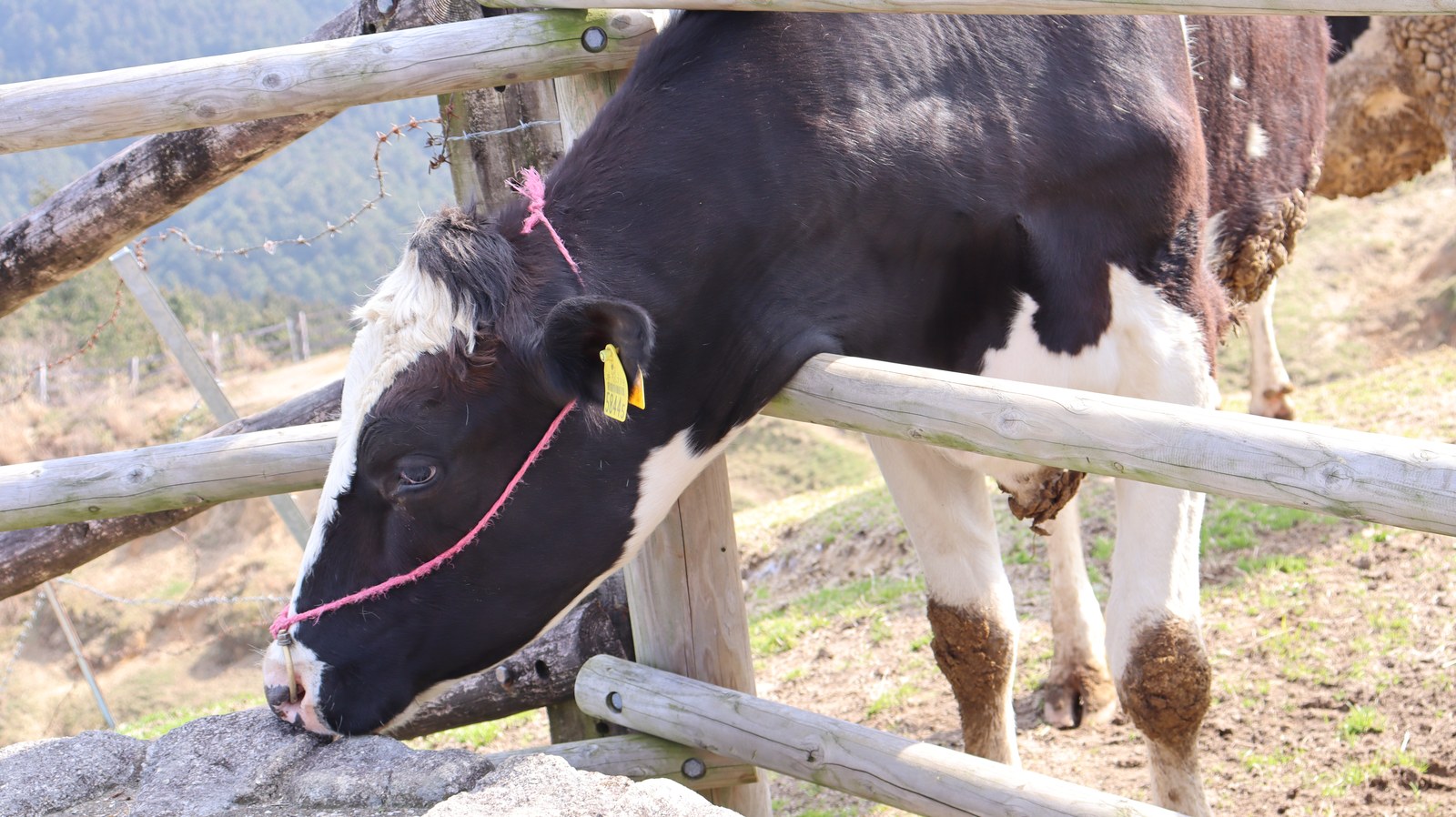 牧場、家畜、牛、乳牛、動物の写真フリー素材 Ranch, livestock, cow, dairy cow, animal photo free material
