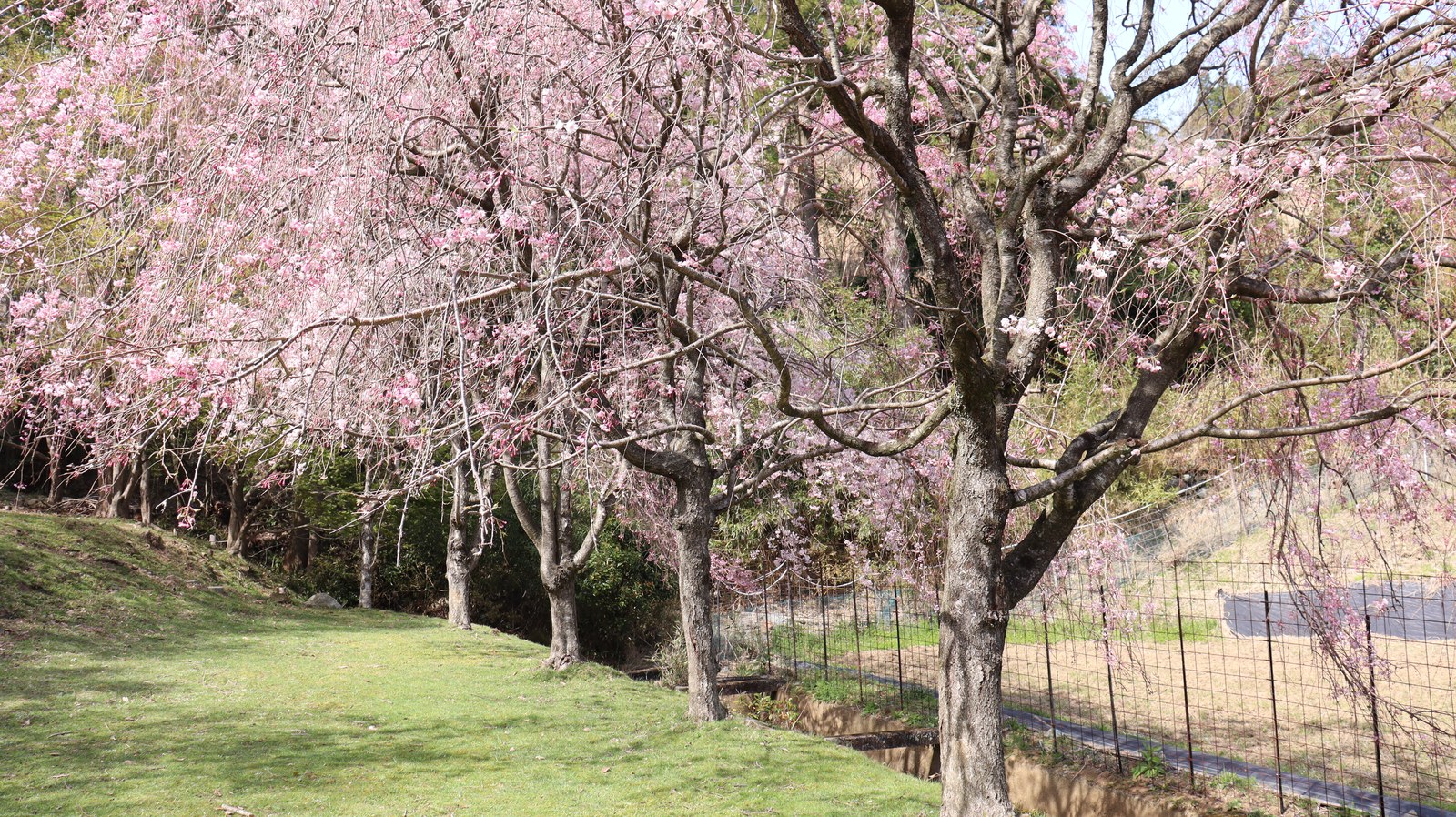 しだれ桜花見の写真フリー素材 Weeping cherry blossom viewing photo free material