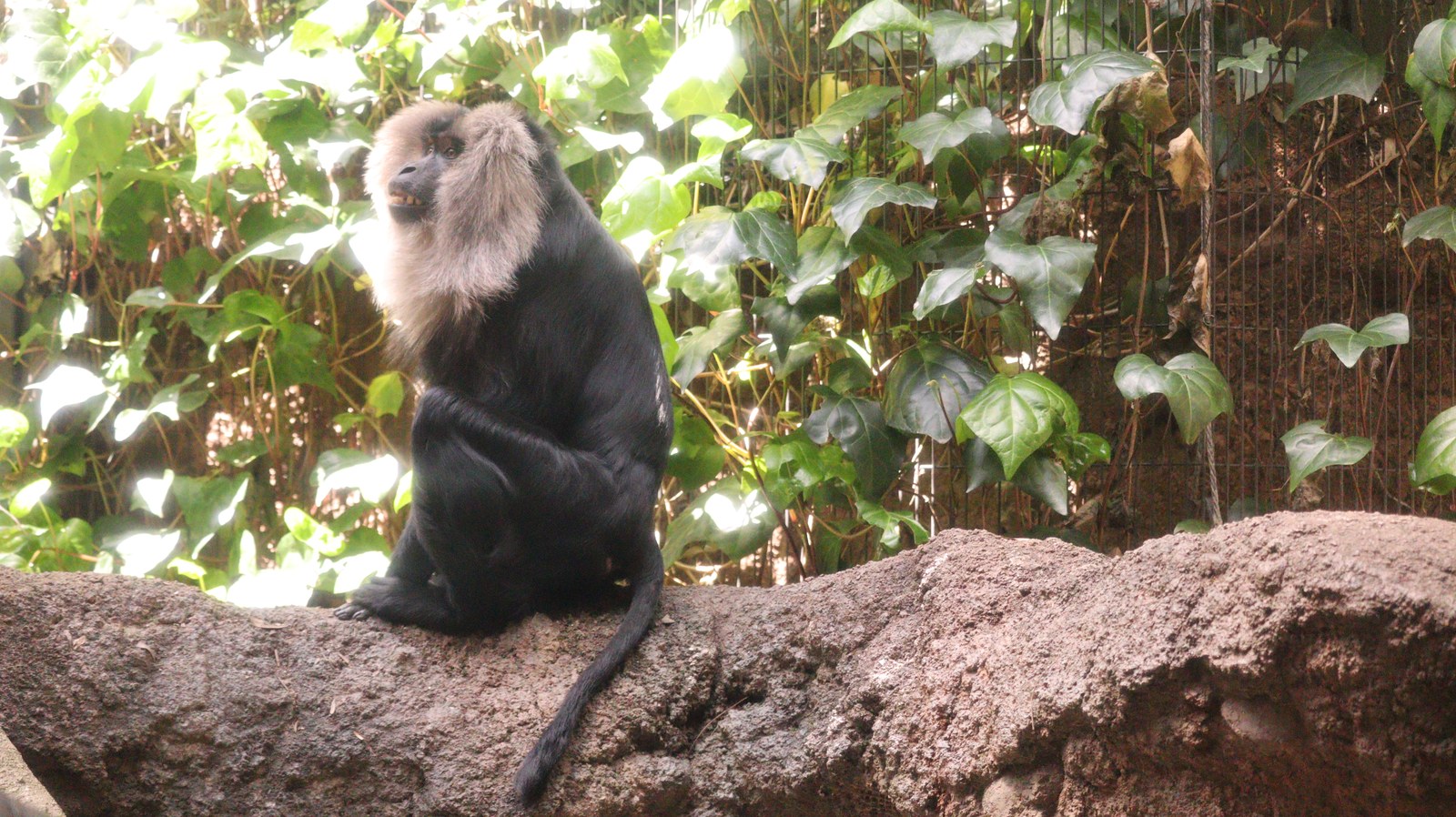 自然、猿、動物園、シシオザル、動物の写真フリー素材 Nature, monkey, zoo, lion-tailed macaque, animal photo free material