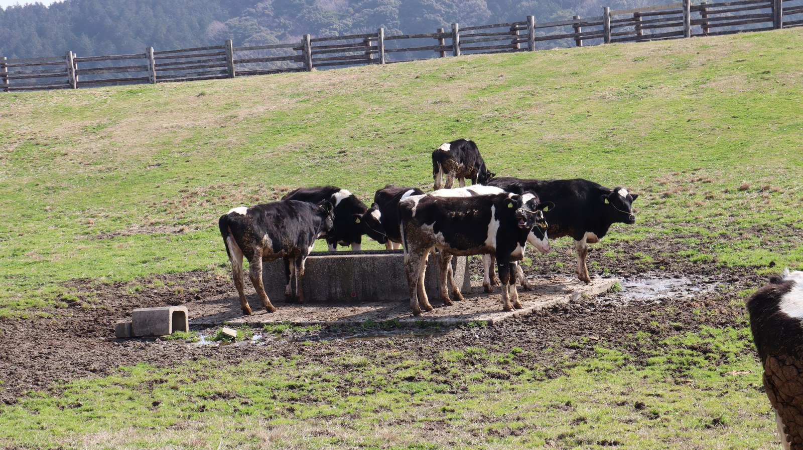 牧場、家畜、牛、乳牛、動物の写真フリー素材 Ranch, livestock, cow, dairy cow, animal photo free material