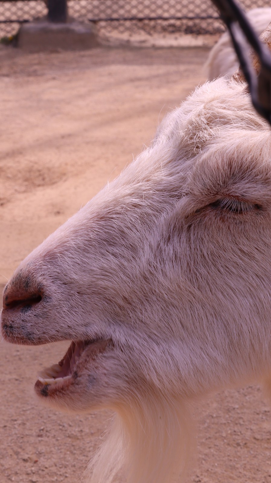 ヤギ、哺乳類、動物園、動物の写真フリー素材 Pictures of goats, mammals, zoos, animals Free material