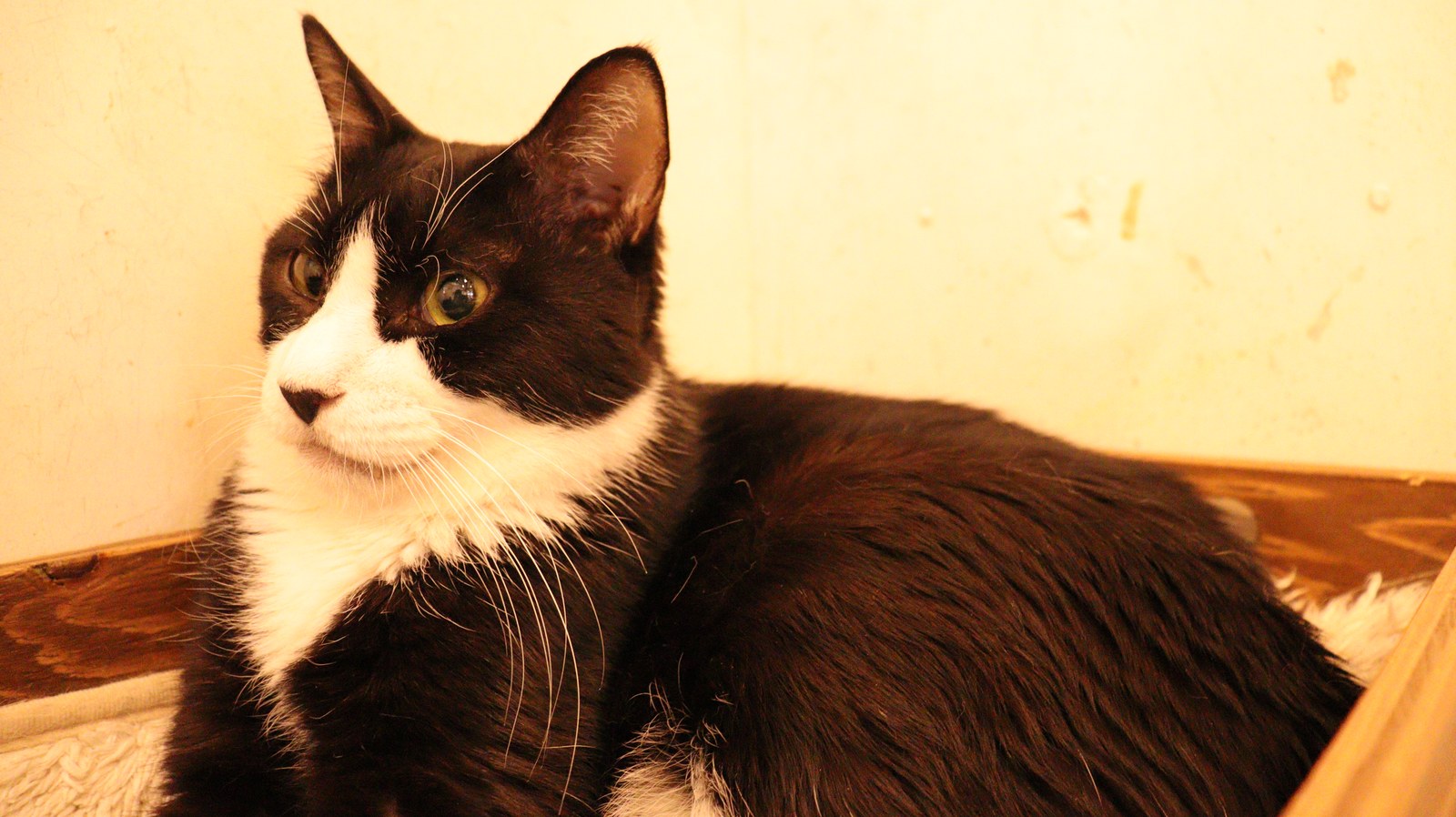 猫、ネコ、ねこ、雑種、ペット、動物の写真フリー素材 Cat, hybrid, pet, animal photo free material