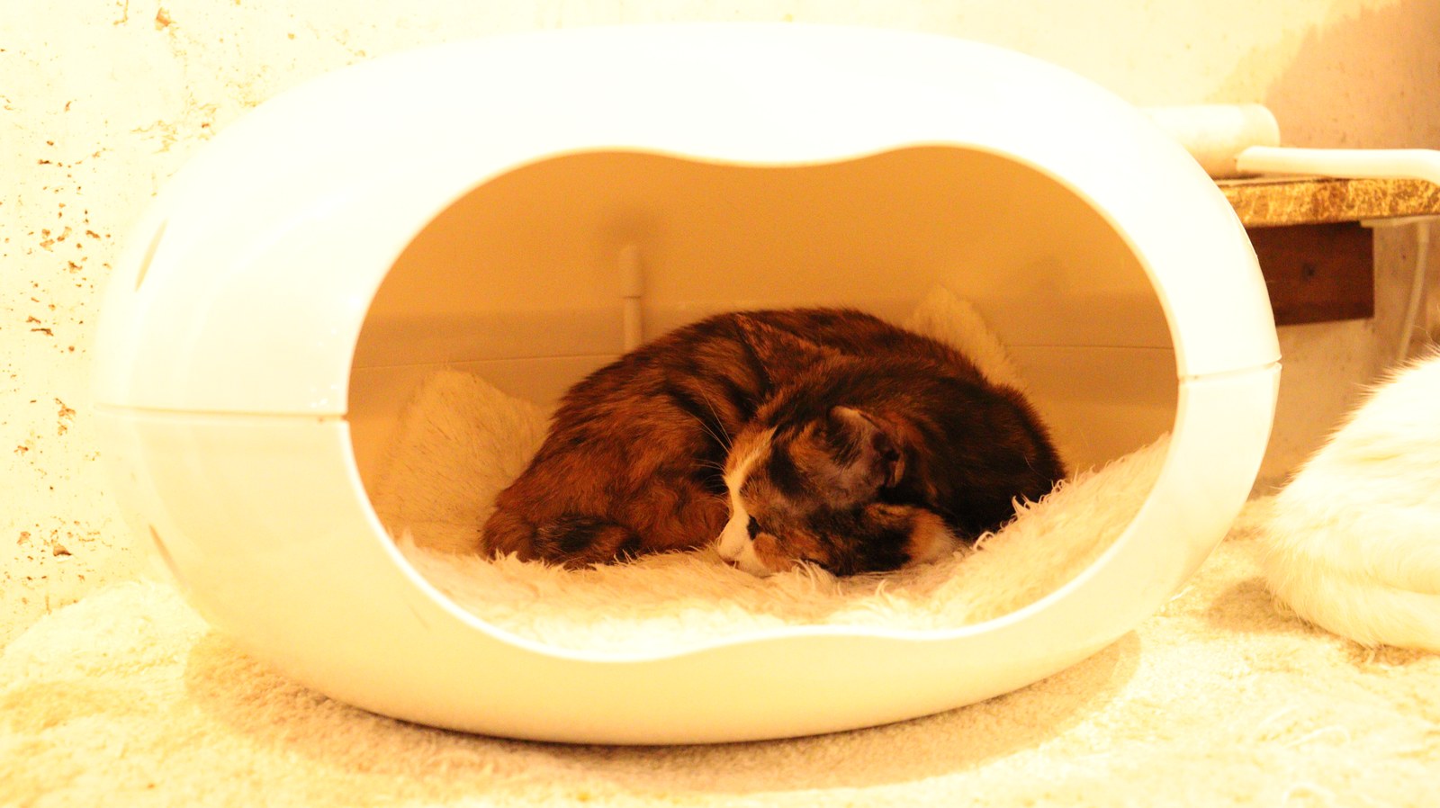 猫、ネコ、ねこ、雑種、ペット、動物の写真フリー素材 Cat, hybrid, pet, animal photo free material