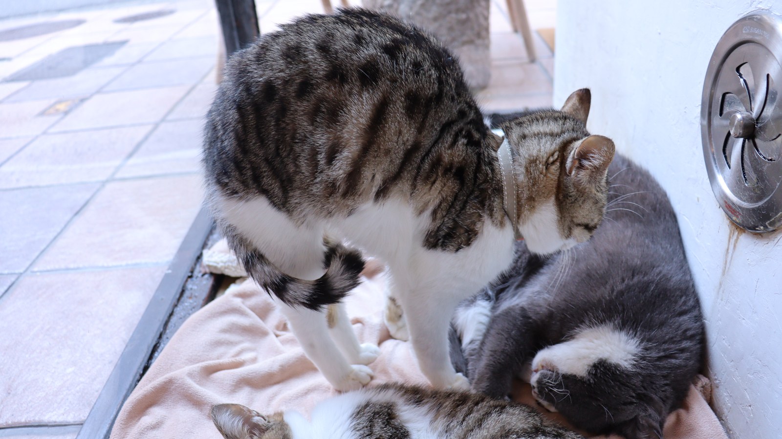 猫、ネコ、ねこ、雑種、ペット、動物の写真フリー素材 Cat, hybrid, pet, animal photo free material