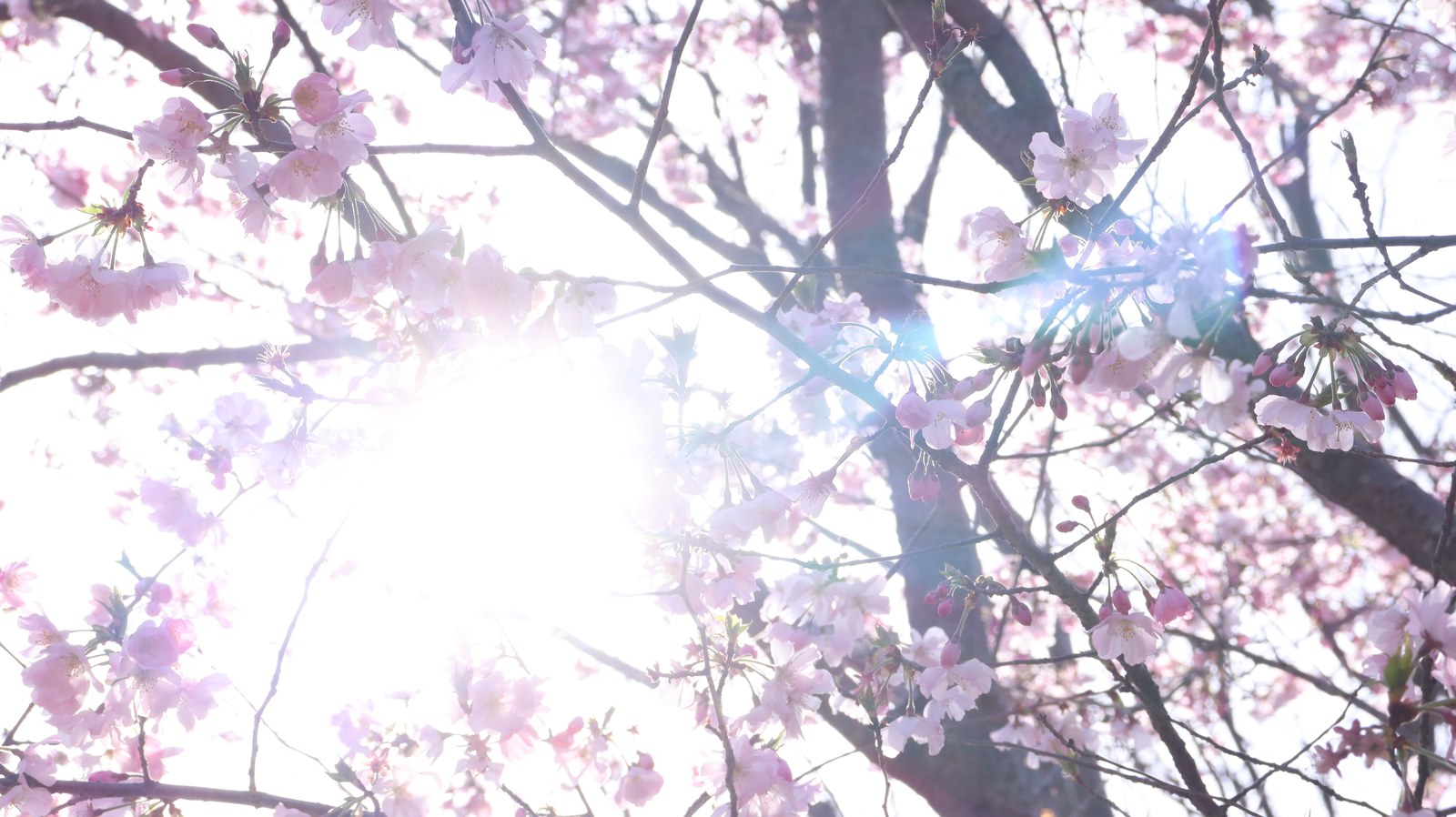 桜の隙間から太陽、木漏れ日の写真フリー素材 Photo-free material of the sun and sunlight through the gaps in the cherry blossoms