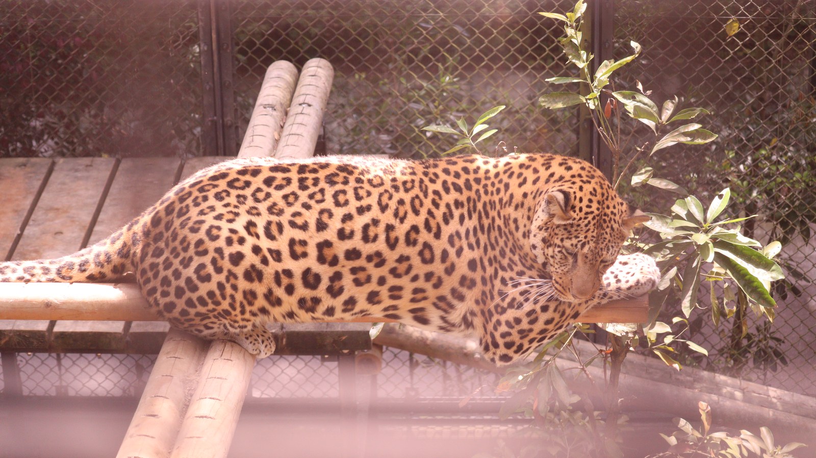 ヒョウ、豹、猫科、動物園、動物の写真フリー素材 Leopard, feline, zoo, animal photo free material