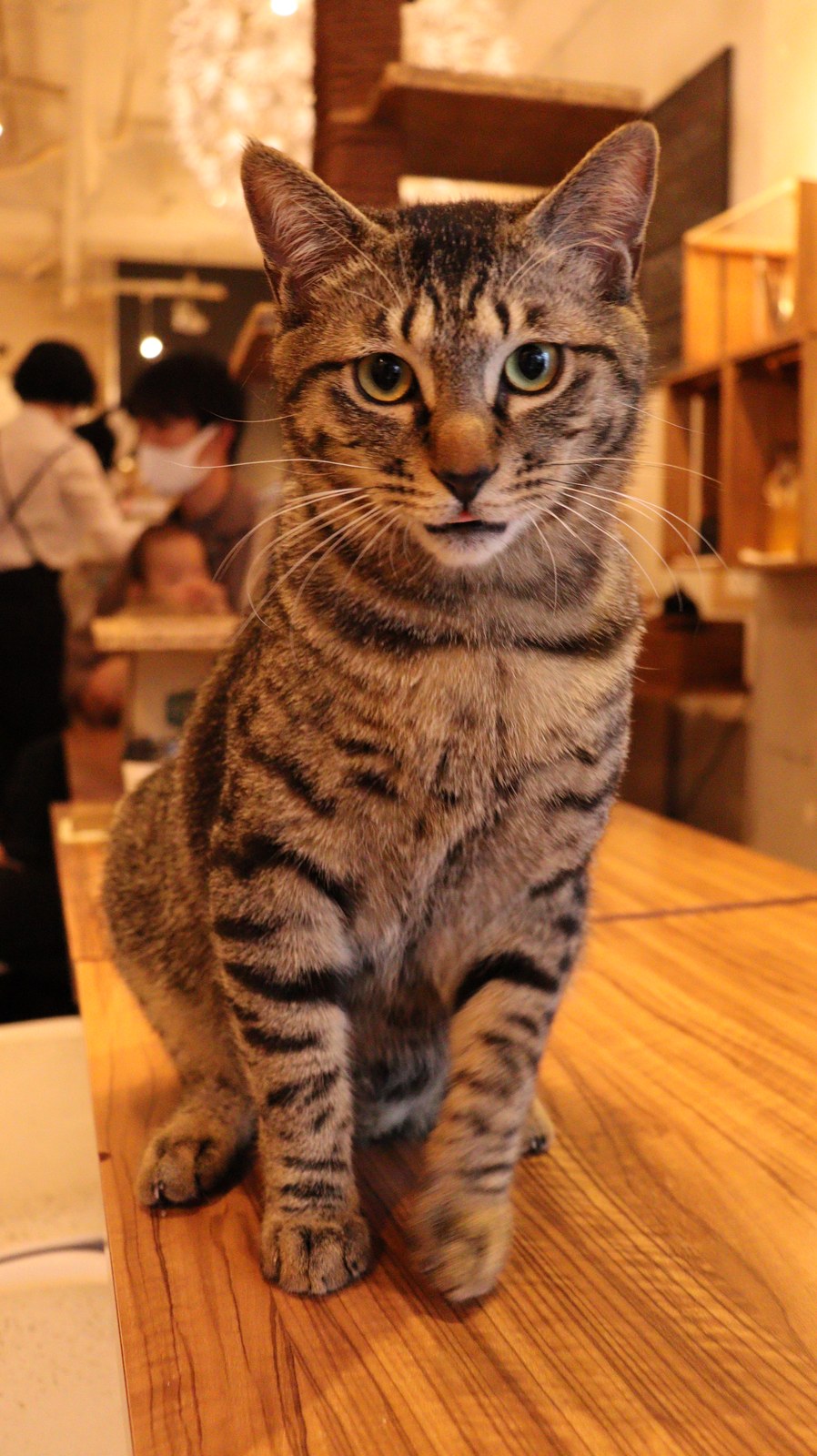 猫、ネコ、ねこ、雑種、ペット、動物の写真フリー素材 Cat, hybrid, pet, animal photo free material