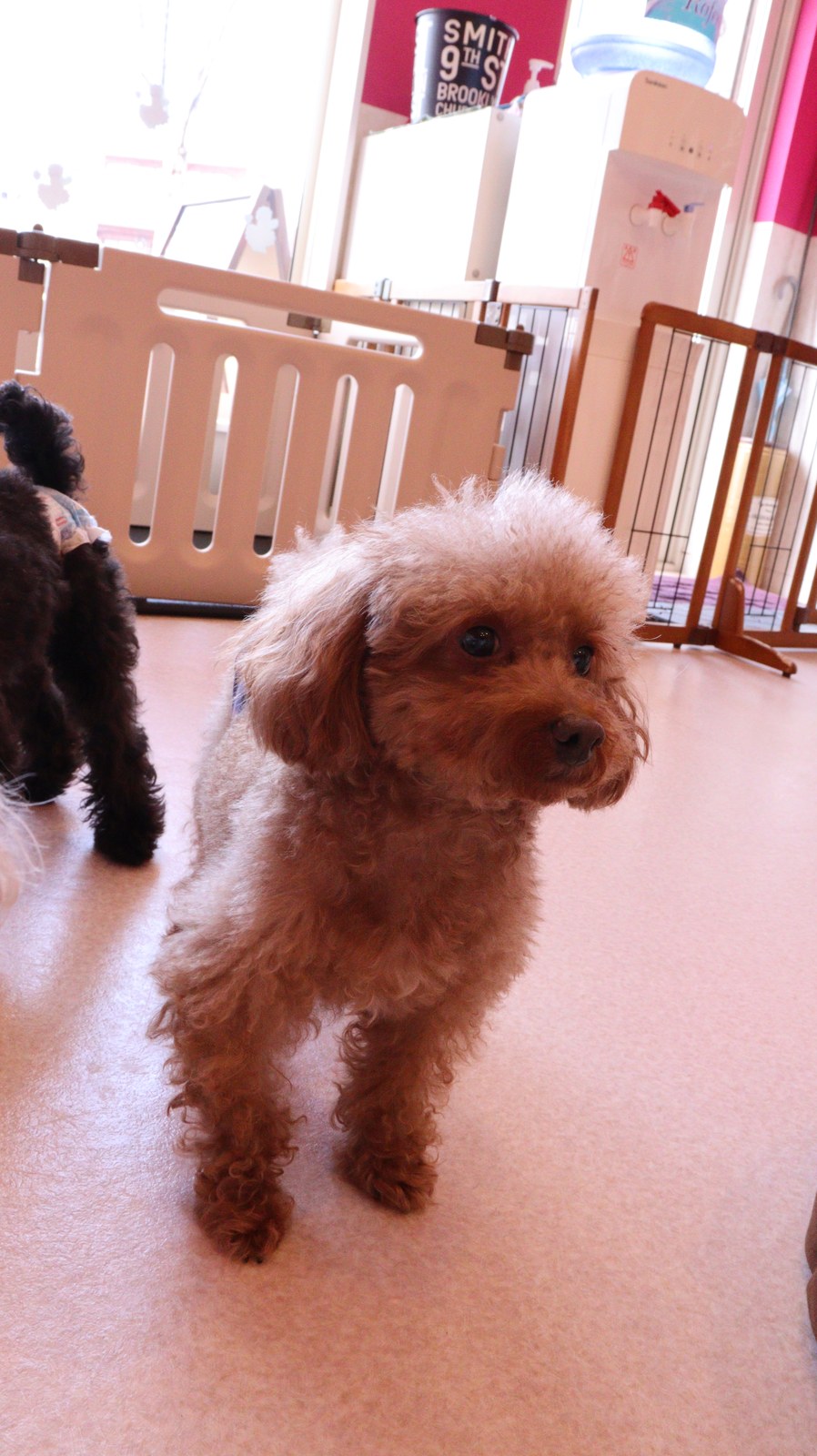 小型犬、トイプードル、犬、室内犬、動物の写真フリー素材 Small dogs, toy poodles, dogs, indoor dogs, animals photos free material