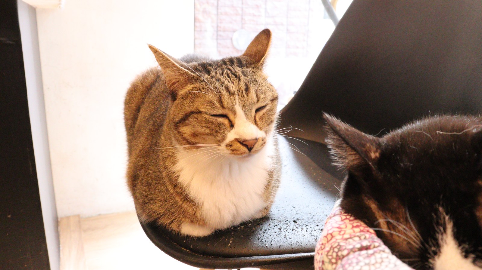 猫、ネコ、ねこ、雑種、ペット、動物の写真フリー素材 Cat, hybrid, pet, animal photo free material