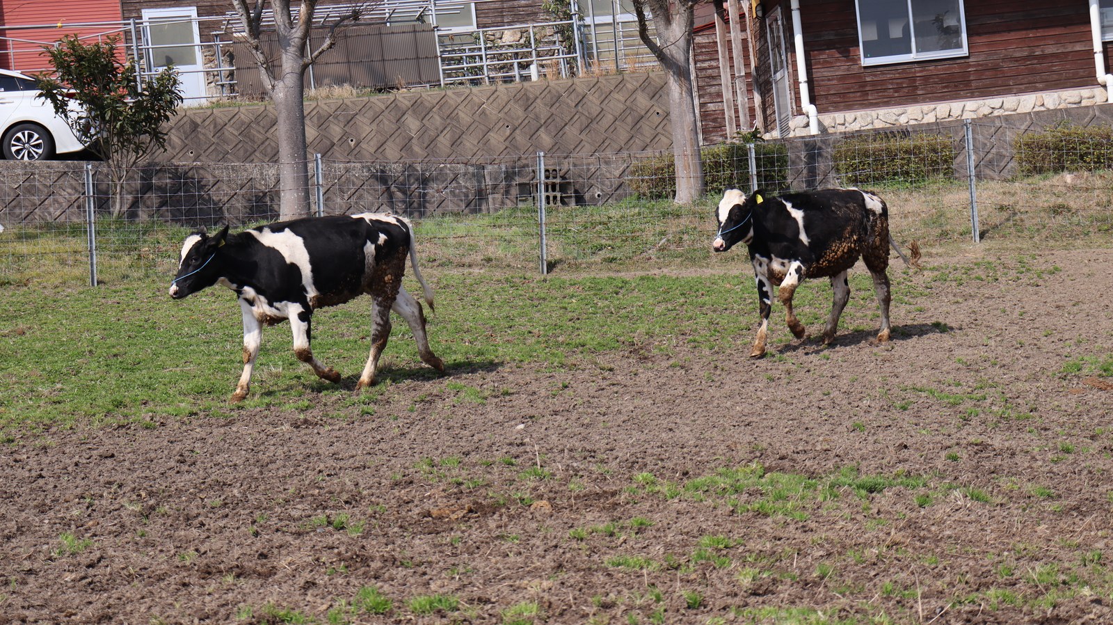 牧場、家畜、牛、乳牛、動物の写真フリー素材 Ranch, livestock, cow, dairy cow, animal photo free material