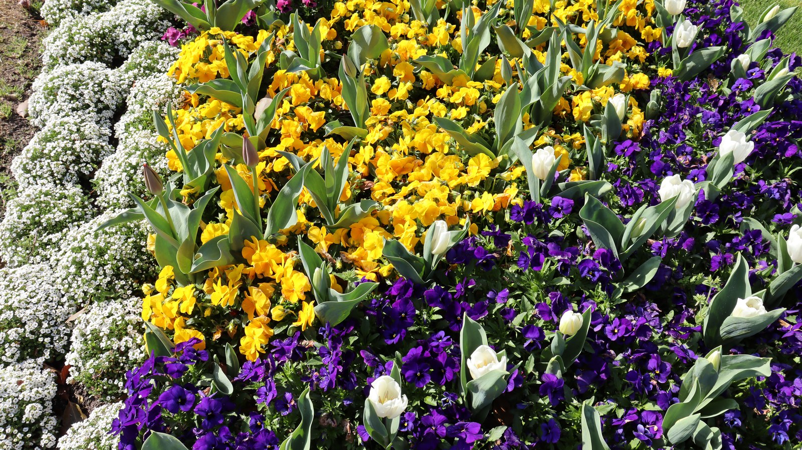 お花畑の写真フリー素材 Flower field photo free material