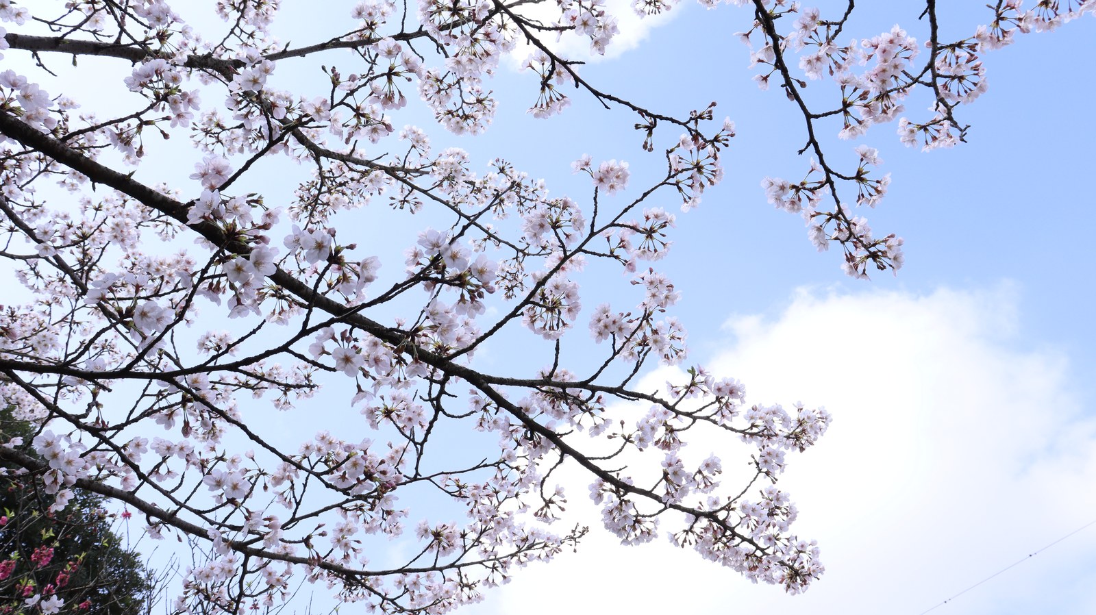 桜と青空の写真フリー素材 Sakura and blue sky photo free material