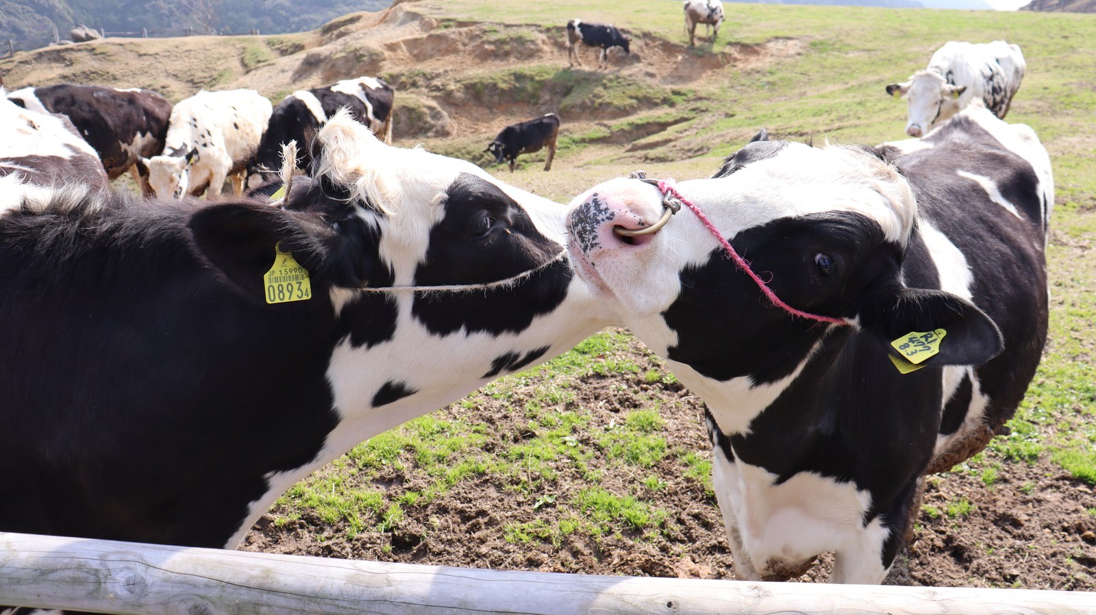 牧場、家畜、牛、乳牛、動物の写真フリー素材 Ranch, livestock, cow, dairy cow, animal photo free material