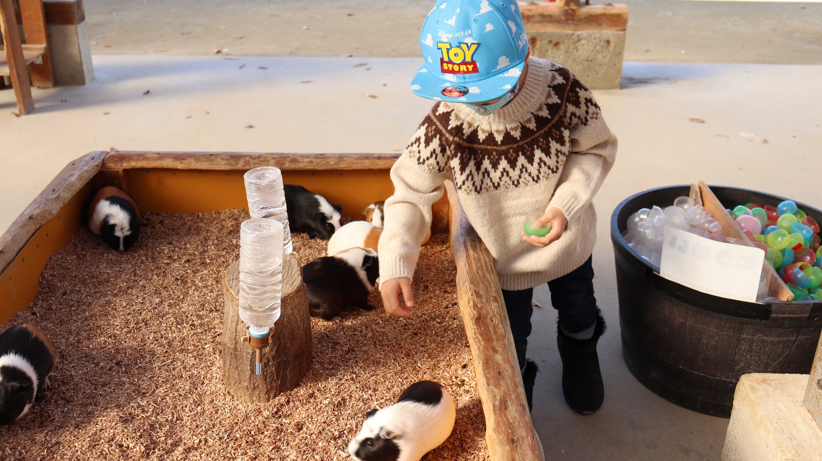 モルモット動物のフリー素材 Free material for guinea pigs