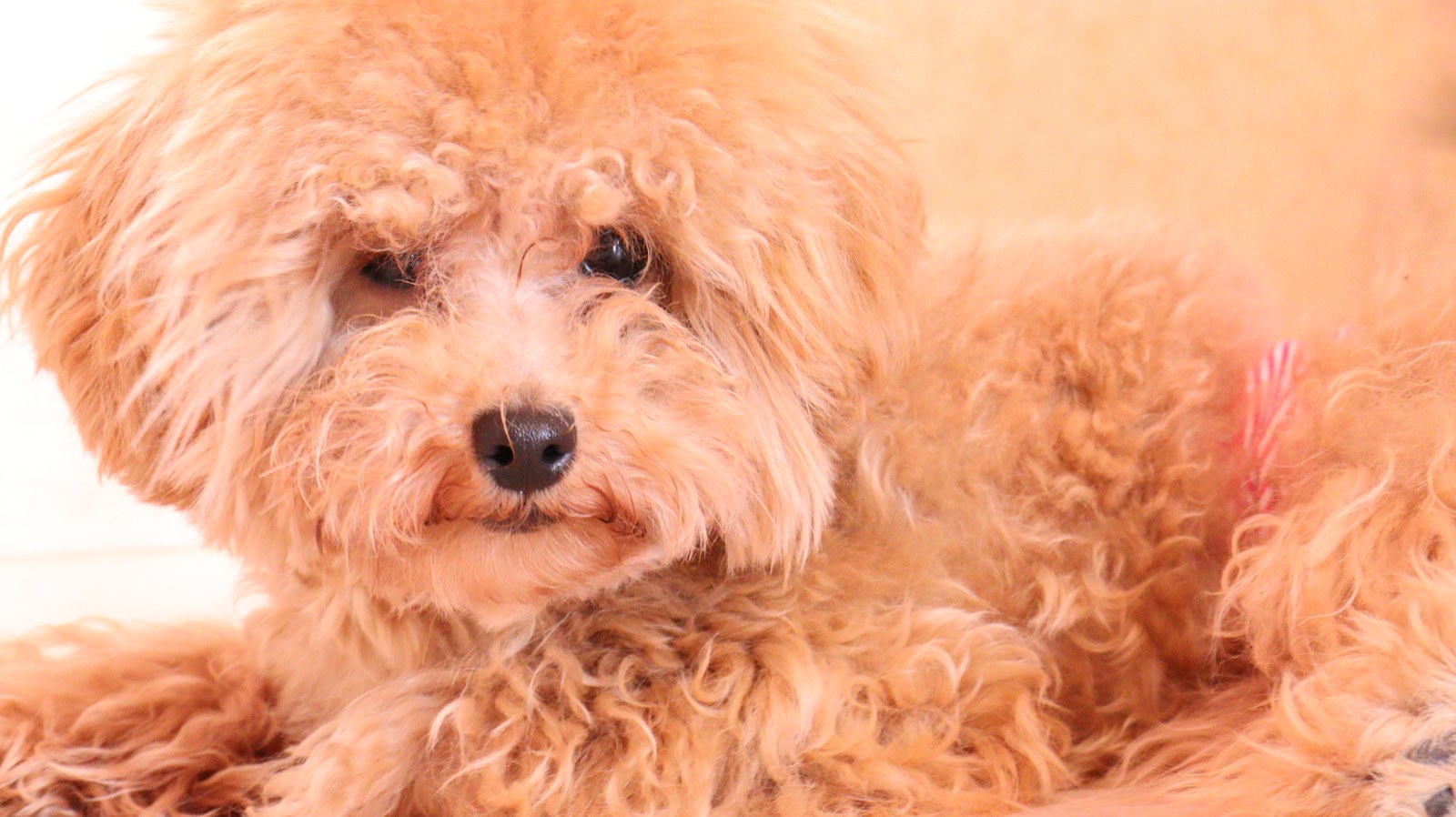 小型犬、トイプードル、犬、室内犬、動物の写真フリー素材 Small dogs, toy poodles, dogs, indoor dogs, animals photos free material
