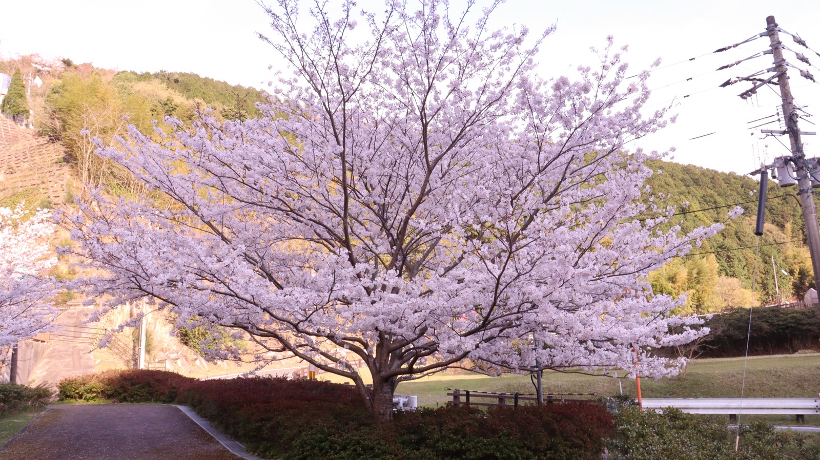 桜、田舎、山、夕方、風景の写真フリー素材 Cherry blossoms, countryside, mountains, evening, landscape photos free material