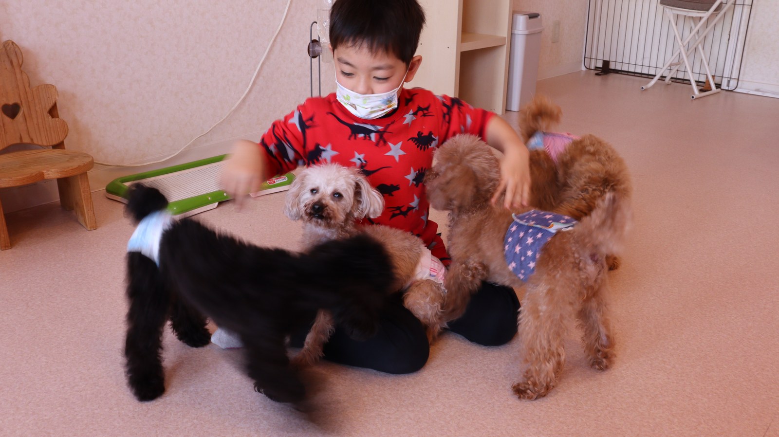 小型犬、トイプードル、犬、室内犬、動物の写真フリー素材 Small dogs, toy poodles, dogs, indoor dogs, animals photos free material