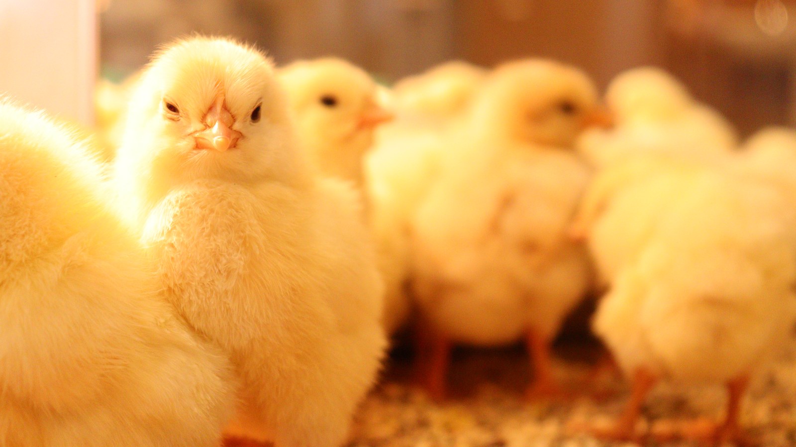 小動物、鳥、ヒヨコ、ひよこ、動物の写真フリー素材 Pictures of small animals, birds, chicks, animals Free material