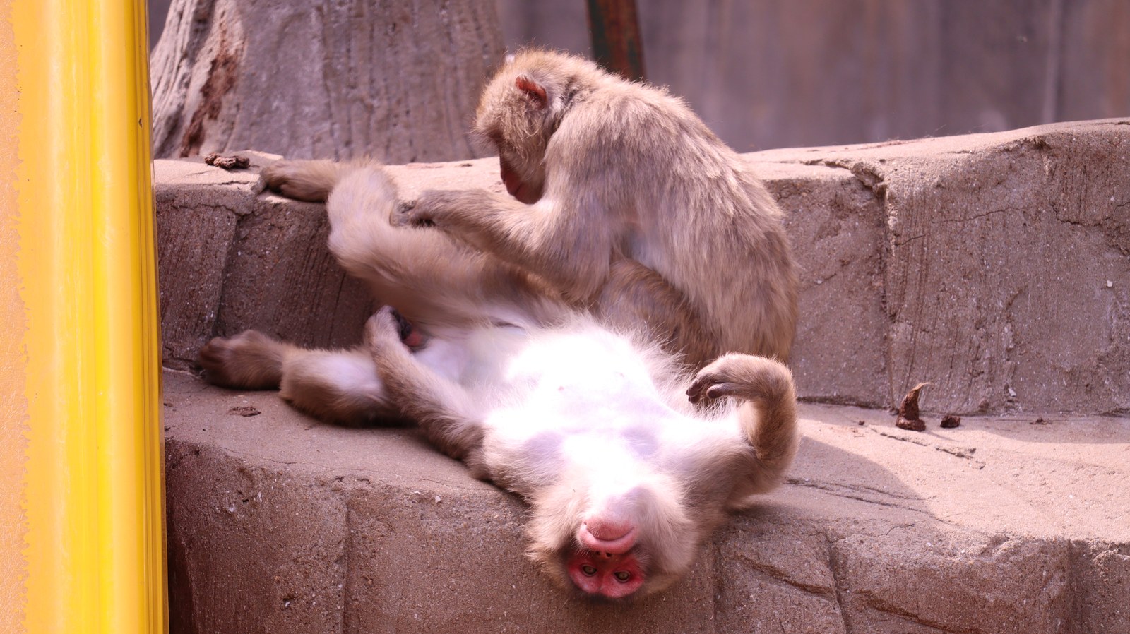 猿、日本猿、哺乳類、動物園、動物の写真フリー素材 Pictures of monkeys, Japanese monkeys, mammals, zoos, animals Free material