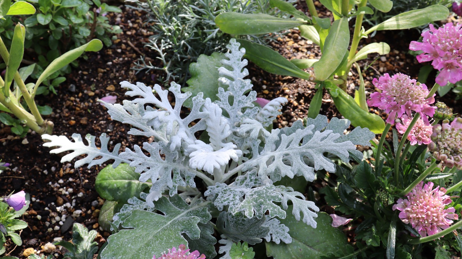 花壇の写真フリー素材 Flowerbed photo free material