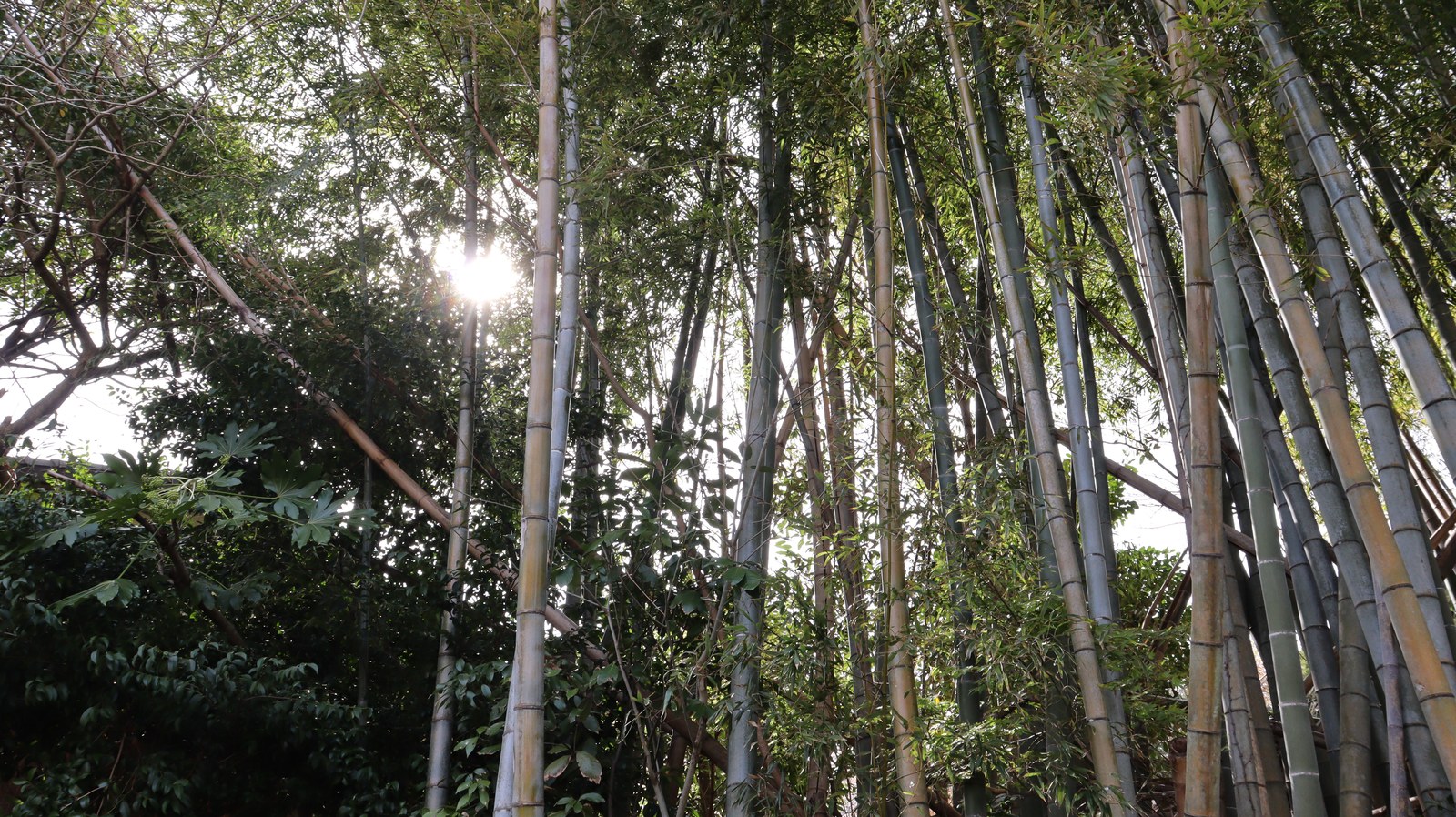 山の中の竹林の写真フリー素材 Photos of bamboo grove in the mountains Free material