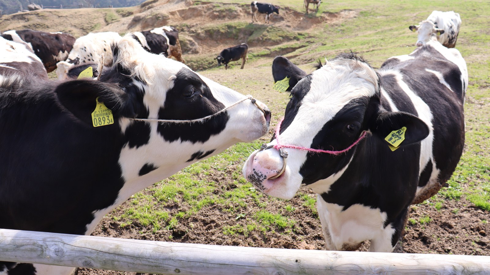 牧場、家畜、牛、乳牛、動物の写真フリー素材 Ranch, livestock, cow, dairy cow, animal photo free material