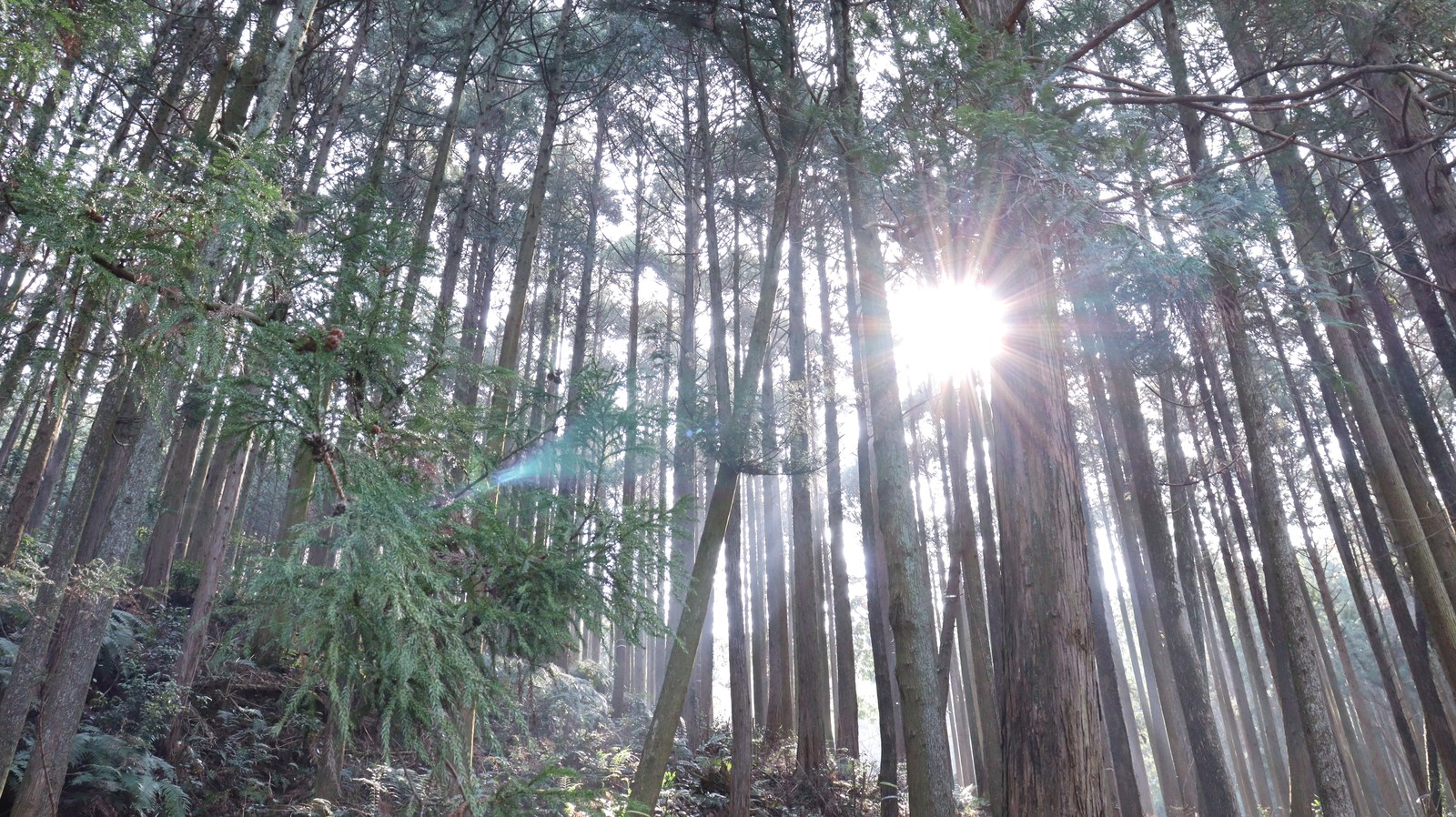 森林風景の写真フリー素材 Forest landscape photo free material