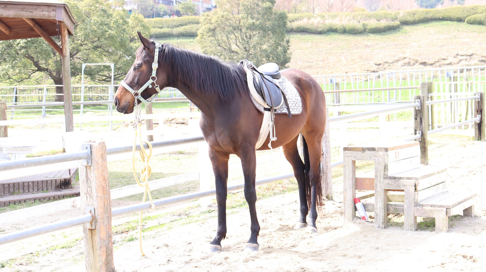 牧場、家畜、馬、ポニー、動物の写真フリー素材 Pictures of ranch, livestock, horse, pony, animal free material