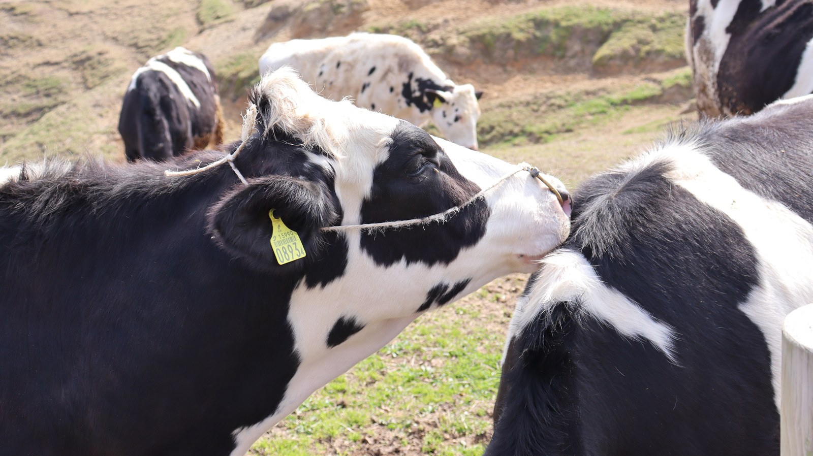牧場、家畜、牛、乳牛、動物の写真フリー素材 Ranch, livestock, cow, dairy cow, animal photo free material