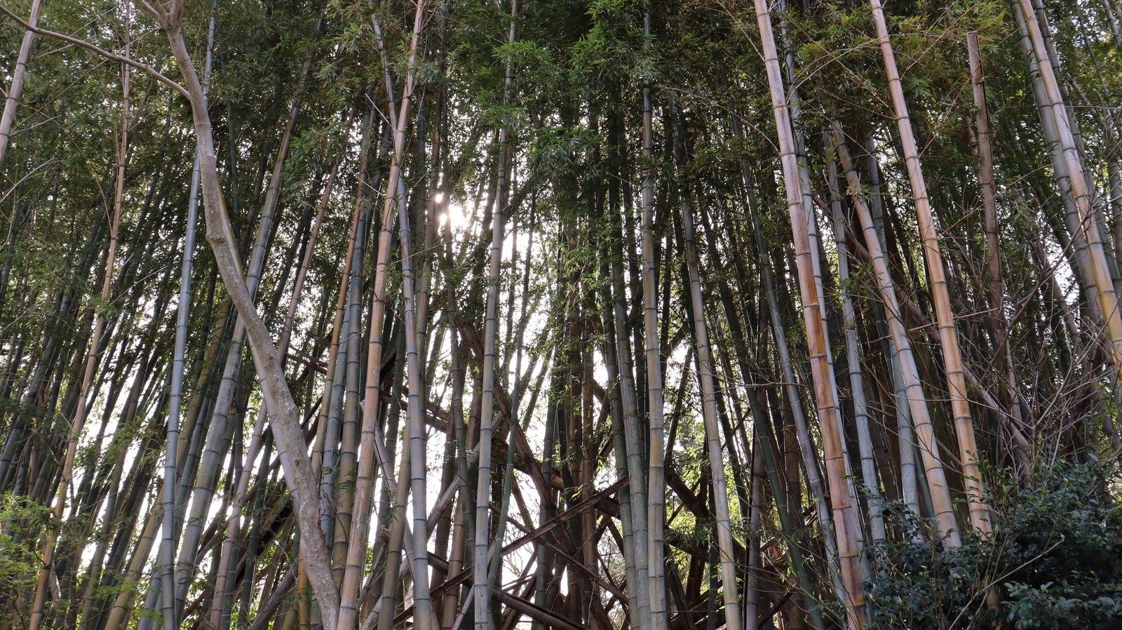 竹林の画像フリー素材 Bamboo grove photo free material