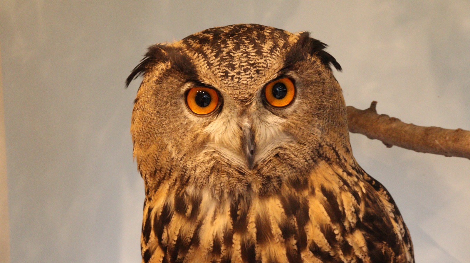 ベンガルワシミミズク、ミミズク、鳥、小動物、動物の写真フリー素材 Bengal Eagle Owl, Indian Eagle Owl, Birds, Small Animals, Animals Photos Free Material