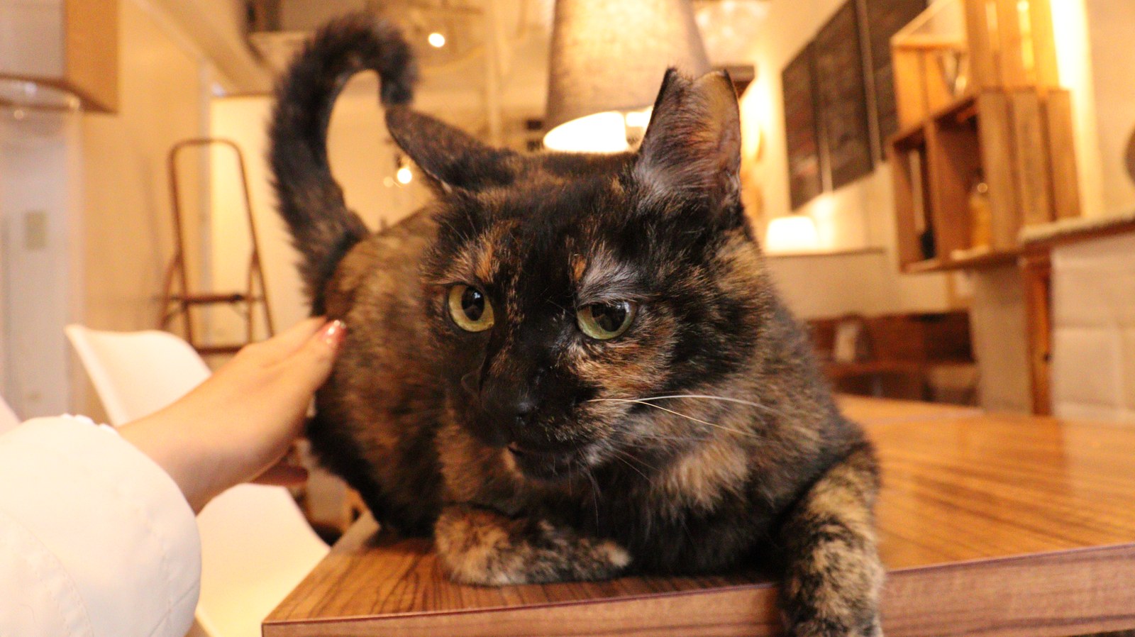 猫、ネコ、ねこ、雑種、ペット、動物の写真フリー素材 Cat, hybrid, pet, animal photo free material