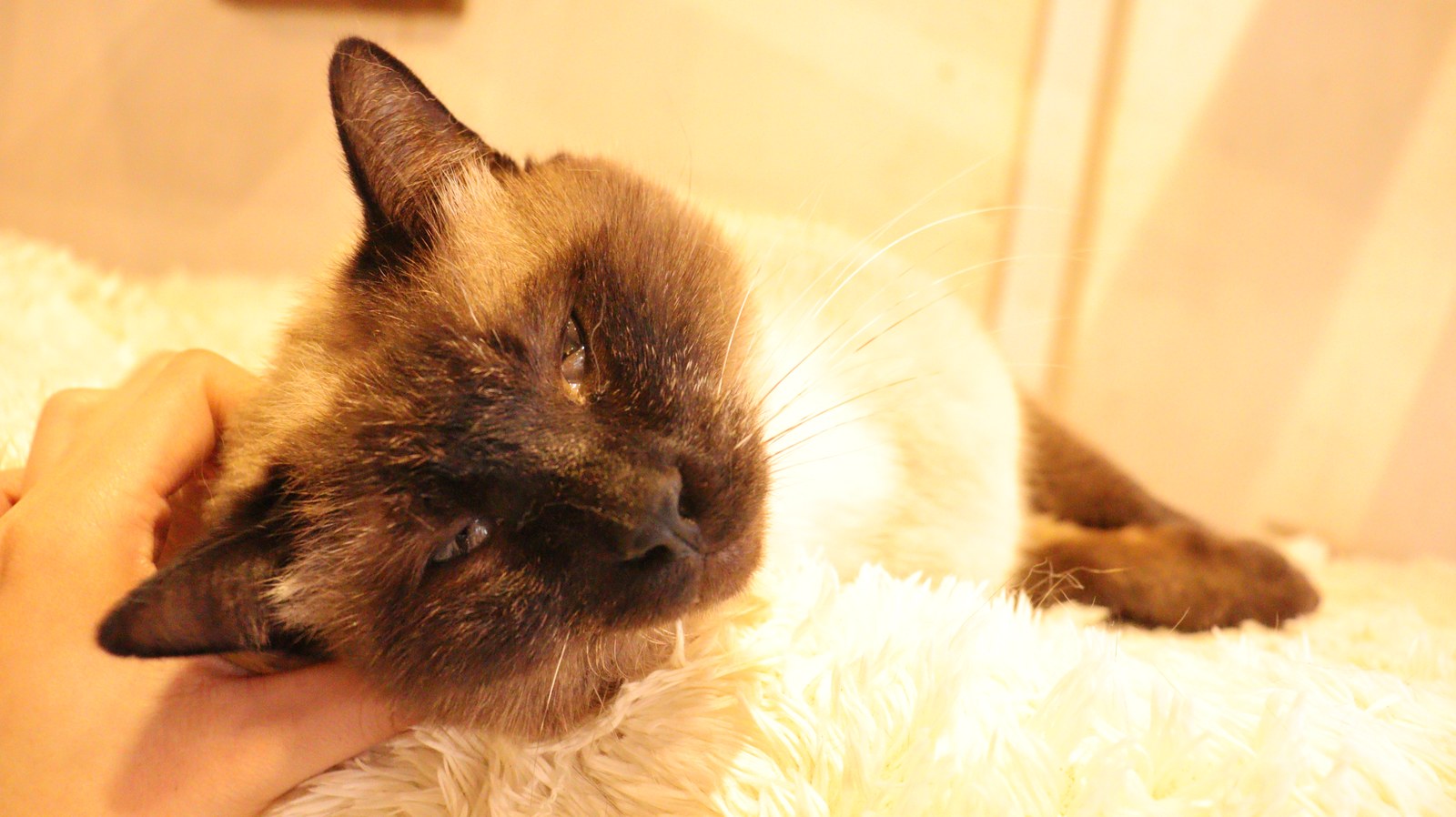猫、ネコ、ねこ、雑種、ペット、動物の写真フリー素材 Cat, hybrid, pet, animal photo free material