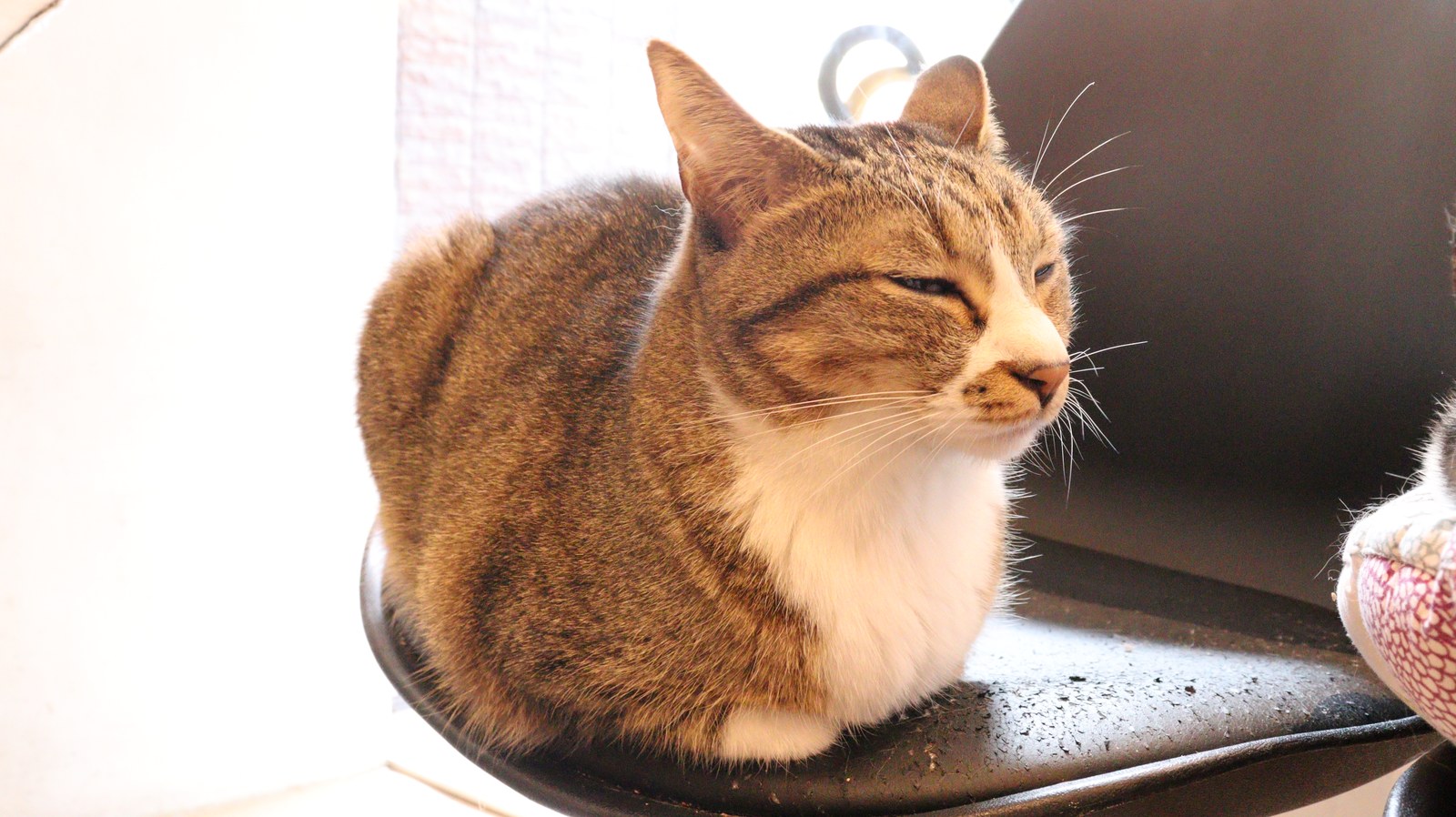 猫、ネコ、ねこ、雑種、ペット、動物の写真フリー素材 Cat, hybrid, pet, animal photo free material