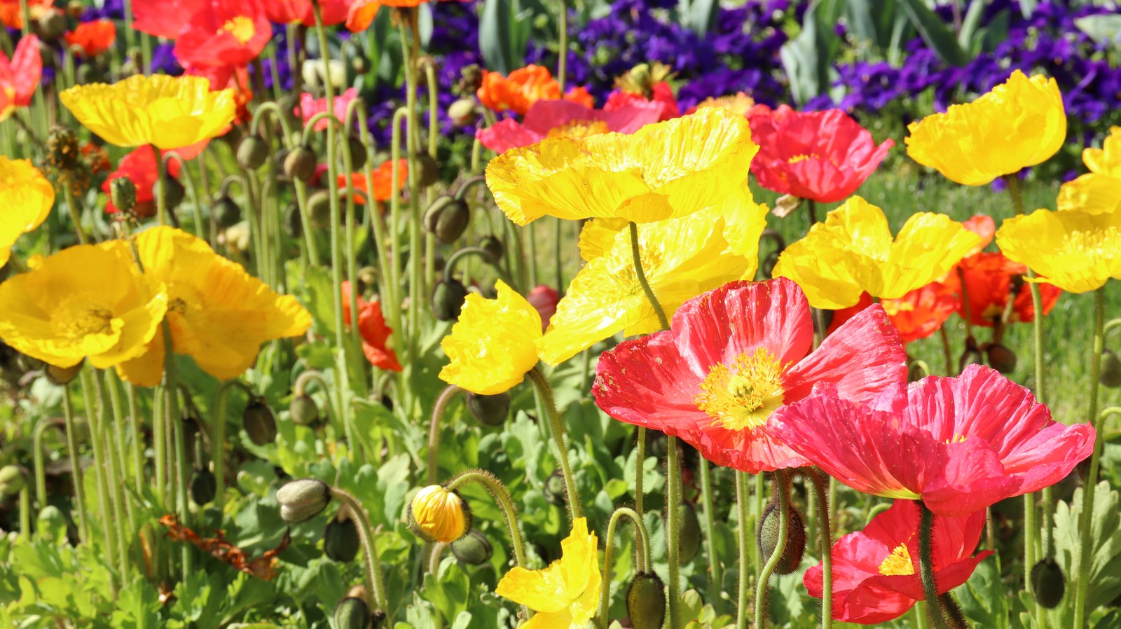 色鮮やかな花の写真フリー素材 Colorful flower photo free material