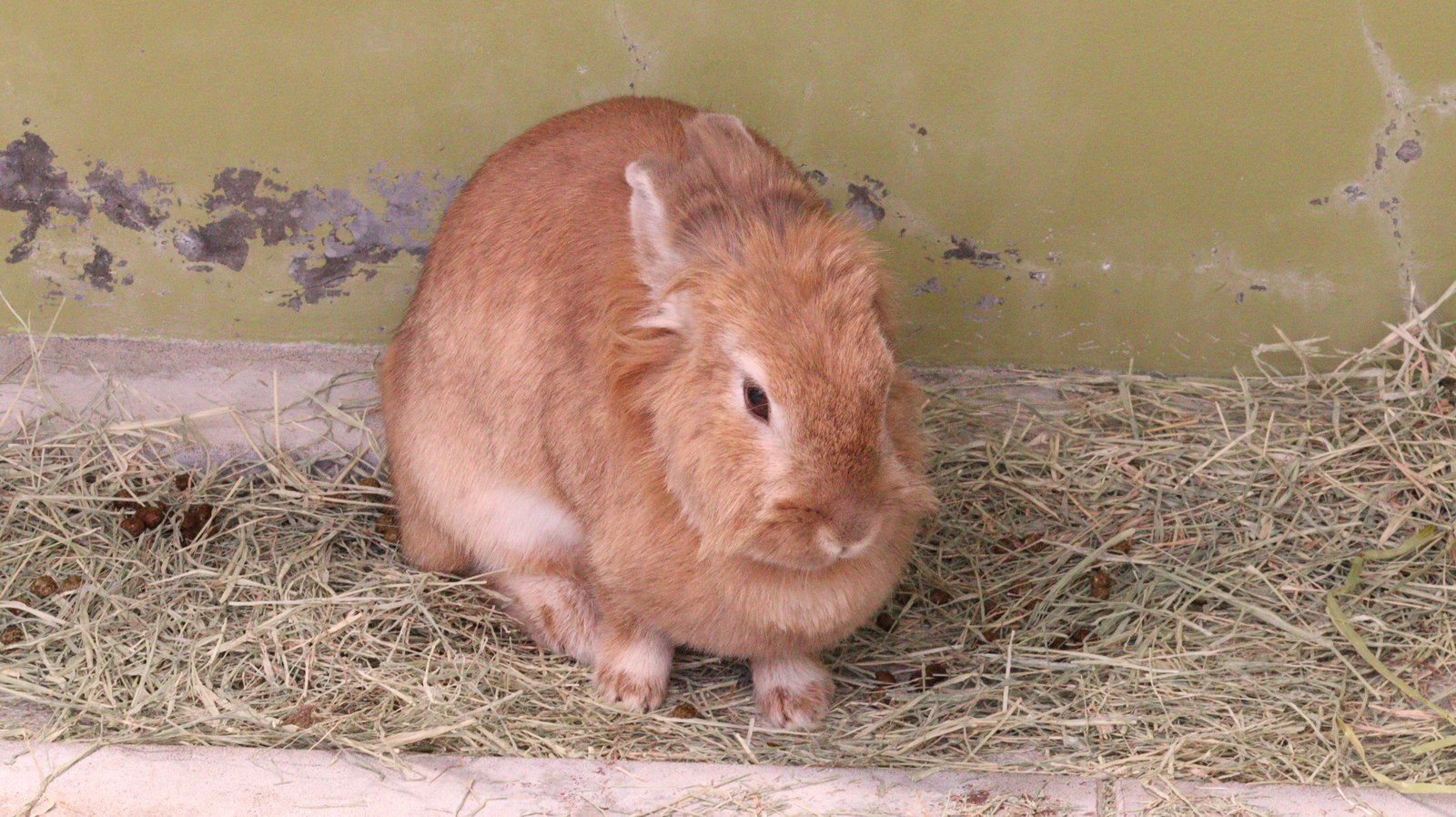 ウサギ、うさぎ、兎、ペット、哺乳類、動物園、動物の写真フリー素材 Rabbits, Pets, Mammals, Zoos, Animals Photos Free Material