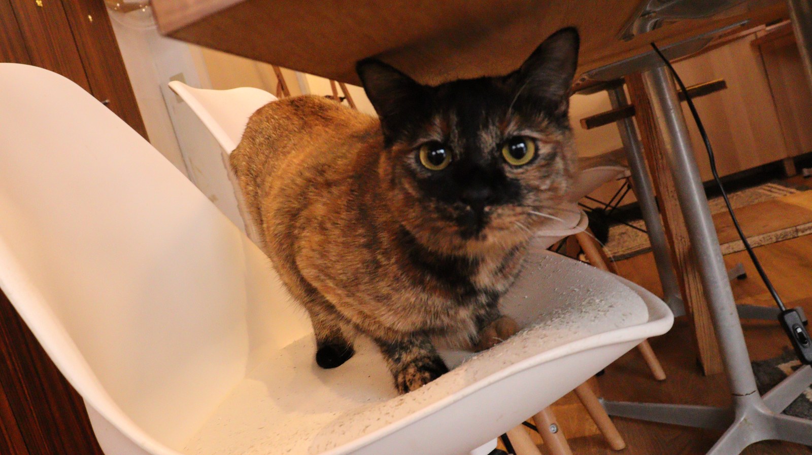 猫、ネコ、ねこ、雑種、ペット、動物の写真フリー素材 Cat, hybrid, pet, animal photo free material