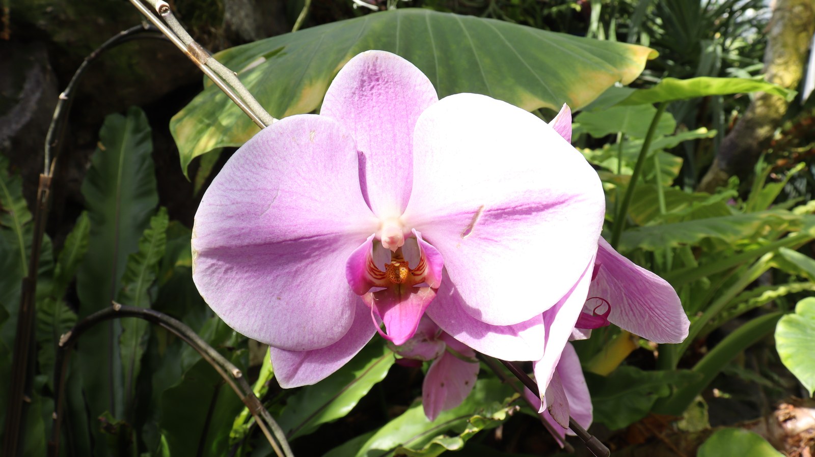 紫色の胡蝶蘭の写真フリー素材 Purple Phalaenopsis Orchid Photos Free Material
