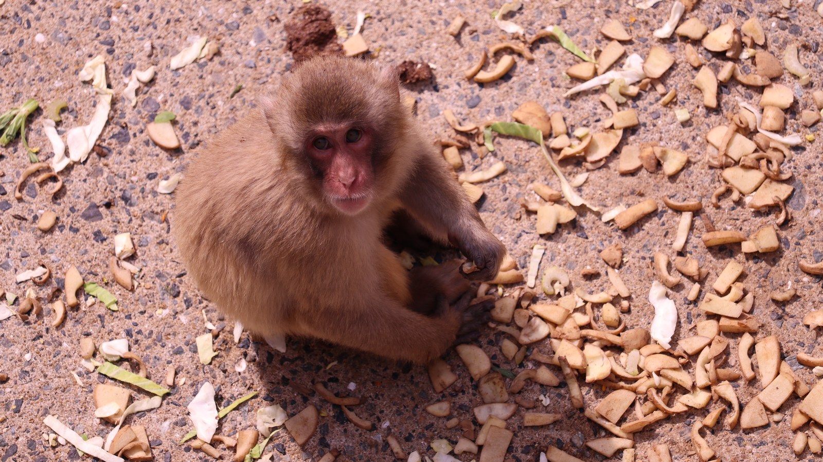 猿、日本猿、ニホンザル、哺乳類、動物園、動物の写真フリー素材 Pictures of monkeys, Japanese monkeys, mammals, zoos, animals Free material