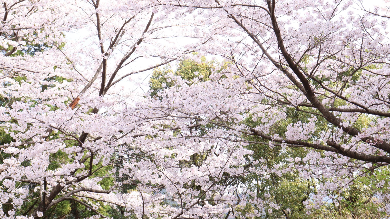 春の山と桜の写真フリー素材 Spring Mountains and Cherry Blossoms Photos Free Material