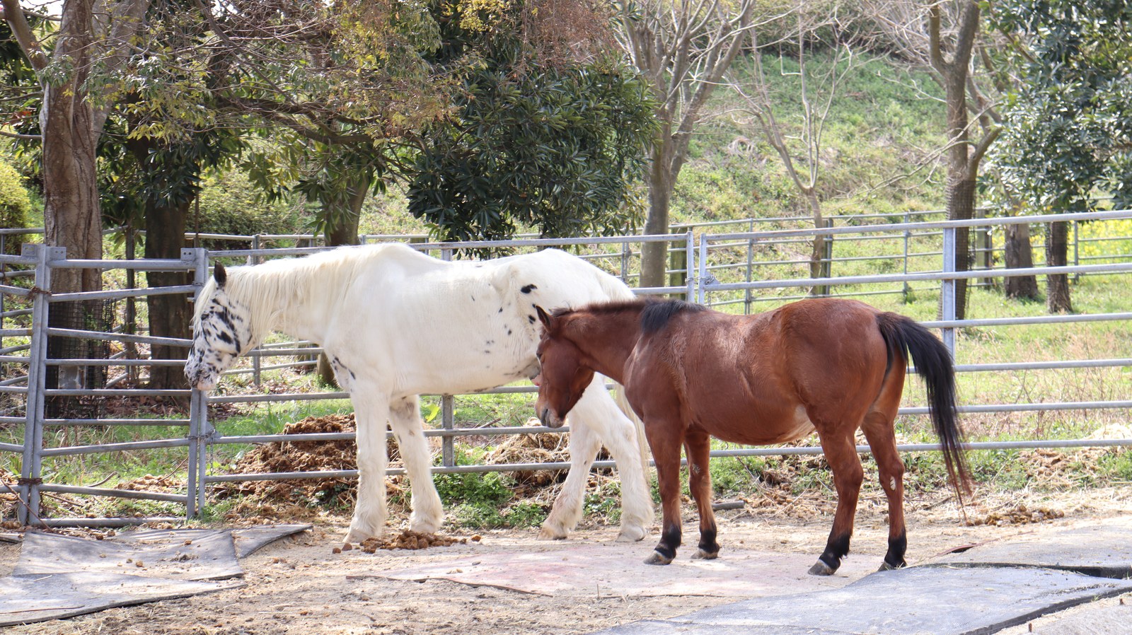 牧場、家畜、馬、ポニー、動物の写真フリー素材 Pictures of ranch, livestock, horse, pony, animal free material