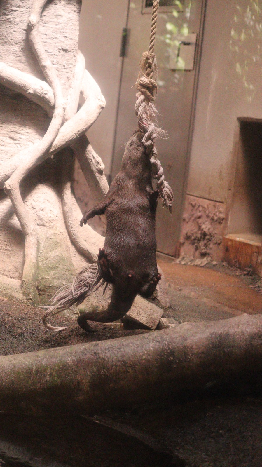 カワウソ、コツメカワウソ、動物園、動物の写真フリー素材 Otters, river otters, zoos, animals photos free material