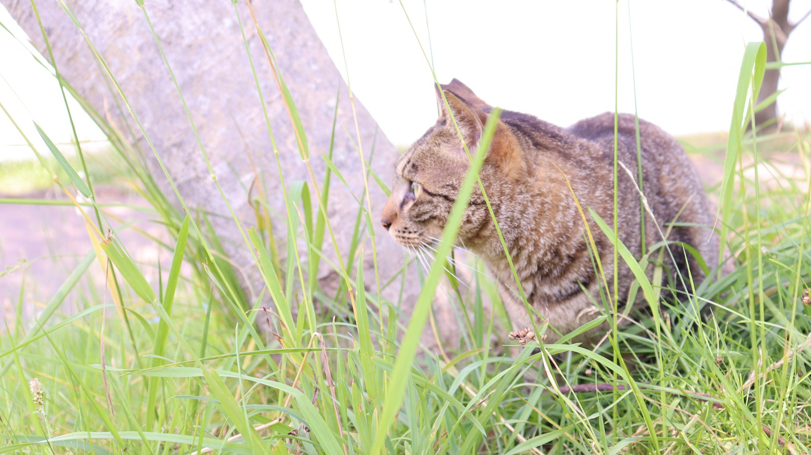 猫、公園、自然、野良猫、写真フリー素材 cat, park, nature, feral cat