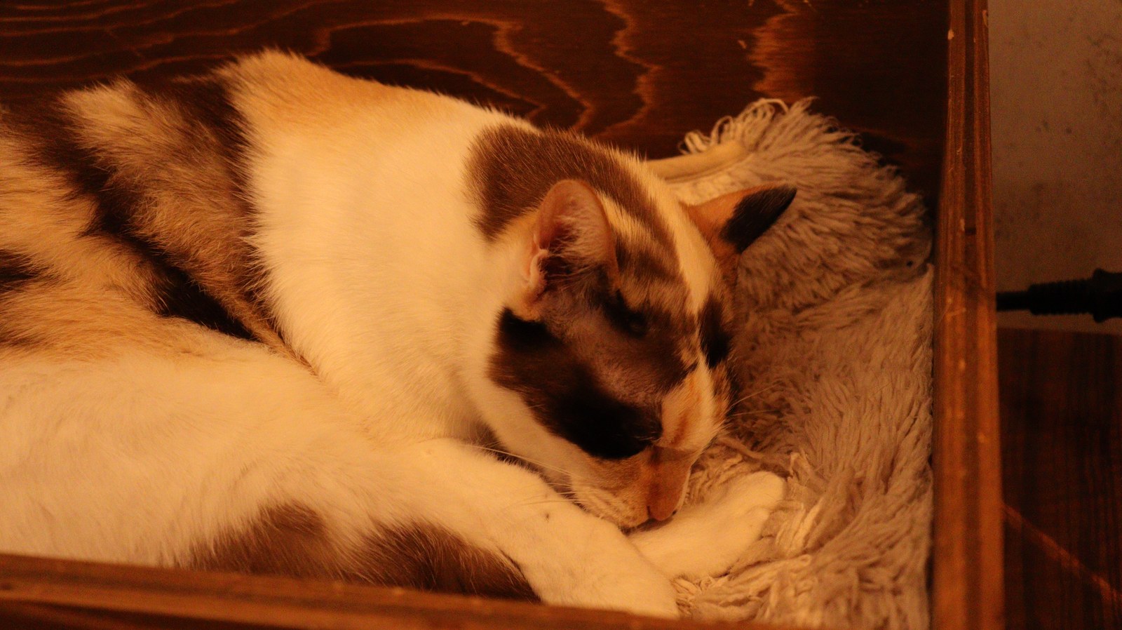 猫、ネコ、ねこ、雑種、ペット、動物の写真フリー素材 Cat, hybrid, pet, animal photo free material
