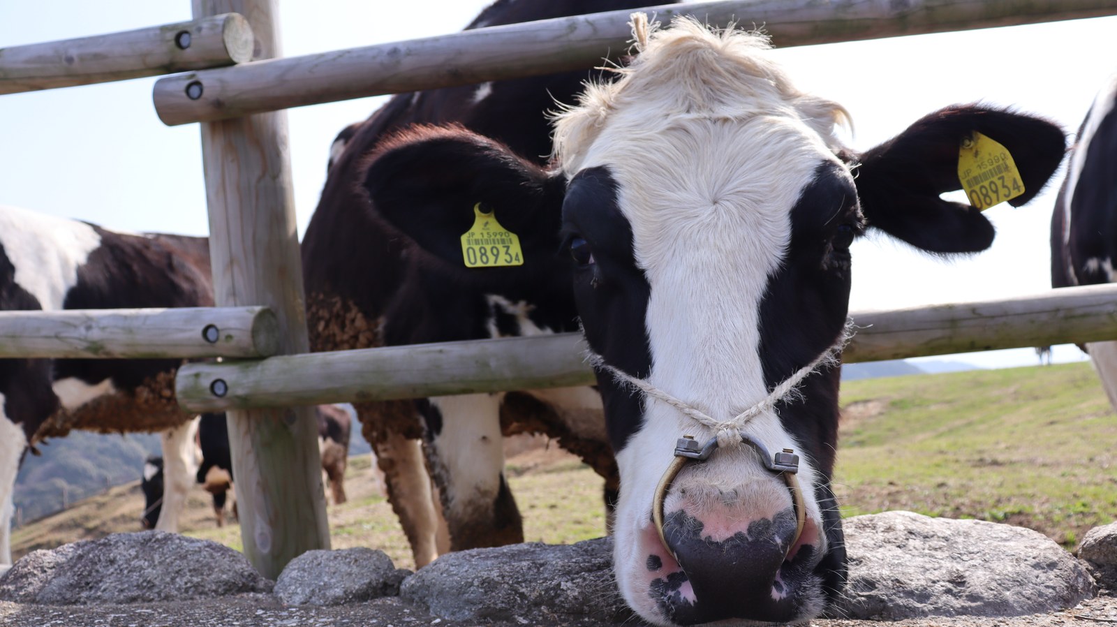 牧場、家畜、牛、乳牛、動物の写真フリー素材 Ranch, livestock, cow, dairy cow, animal photo free material
