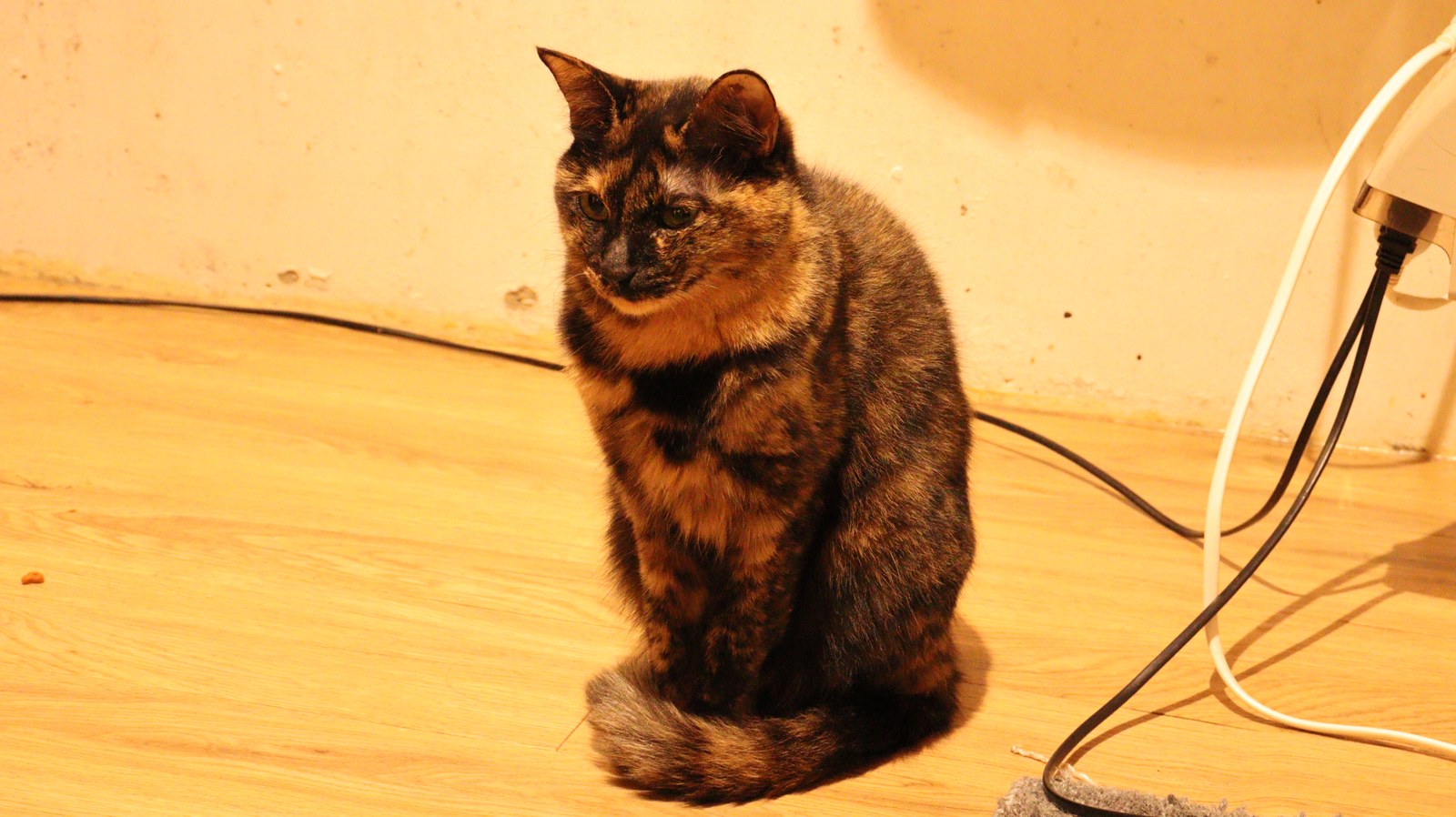 猫、ネコ、ねこ、雑種、ペット、動物の写真フリー素材 Cat, hybrid, pet, animal photo free material